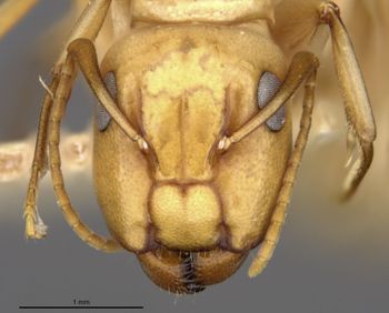 Media type: image;   Entomology 21581 Aspect: head frontal view